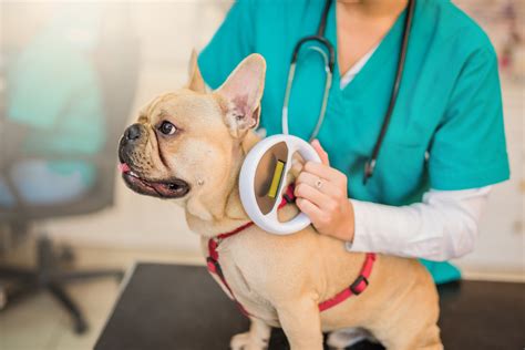 Microchipping Your Dog 